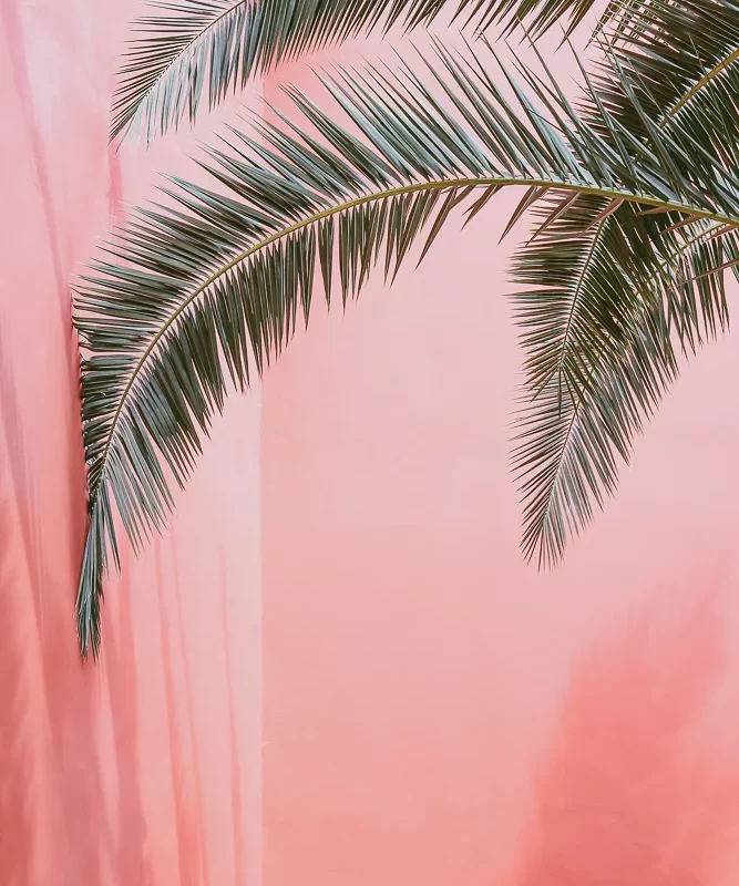 Affiche PALM ON PINK N.2